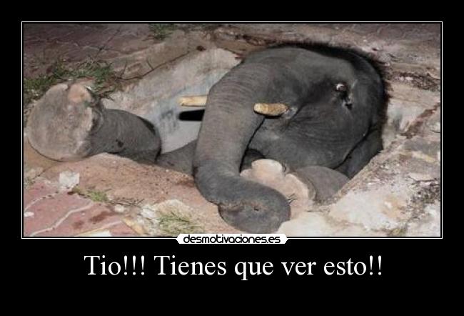 Tio!!! Tienes que ver esto!! -