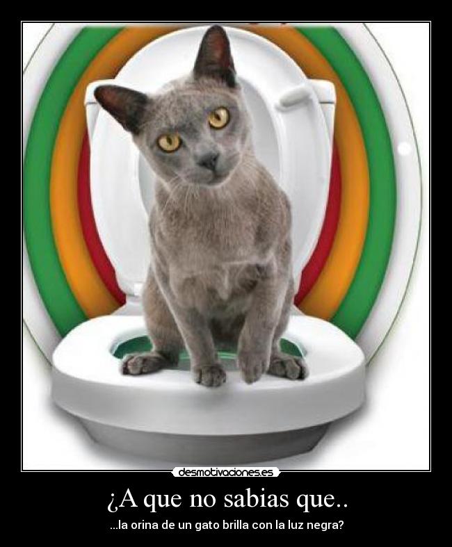 ¿A que no sabias que.. - ...la orina de un gato brilla con la luz negra?