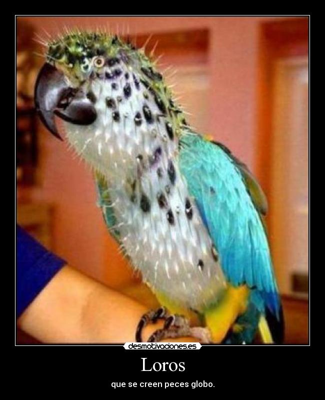 Loros - que se creen peces globo.