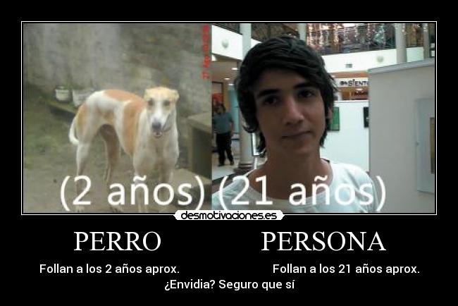 PERRO              PERSONA - 