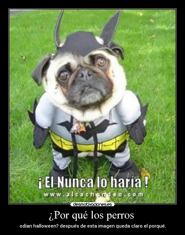 ¿Por qué los perros -