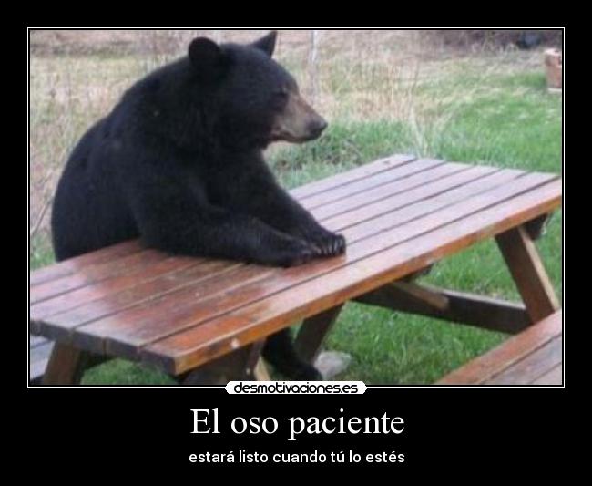 El oso paciente - 
