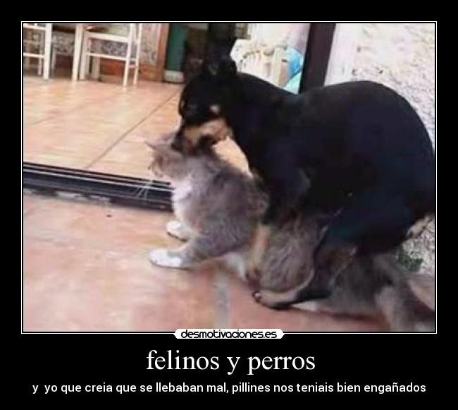 felinos y perros - 