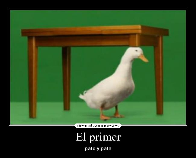 El primer - pato y pata