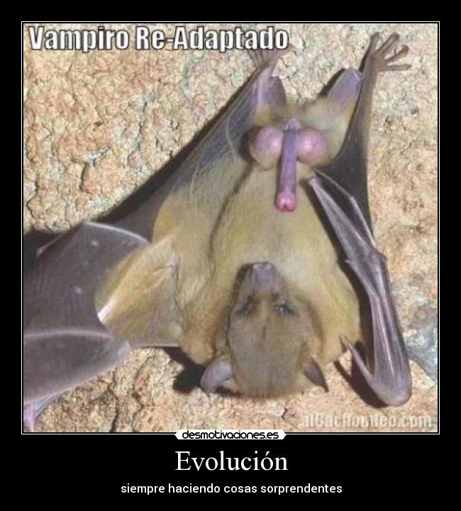 Evolución -