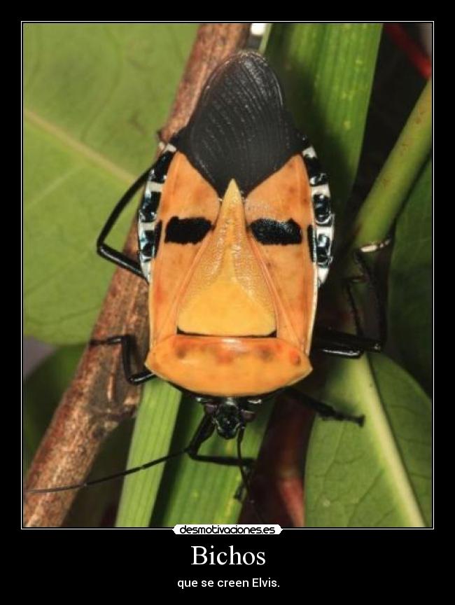 Bichos - 