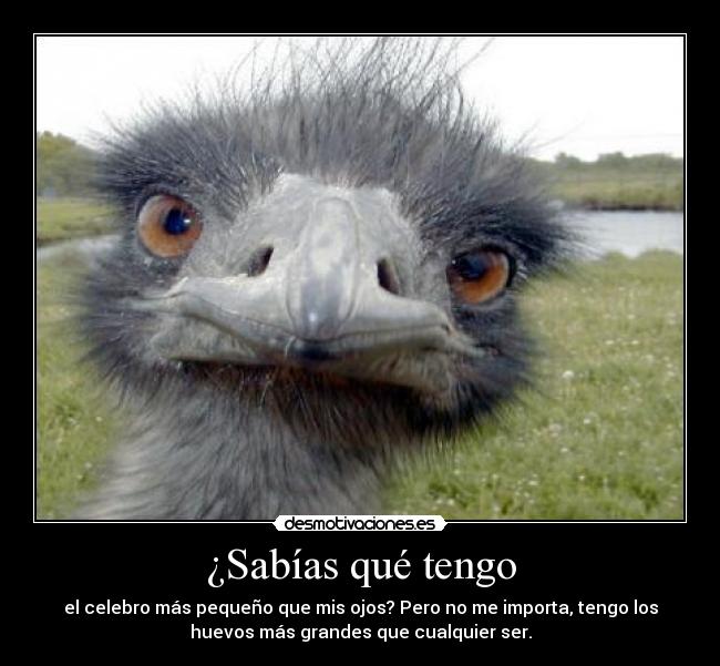 ¿Sabías qué tengo - 