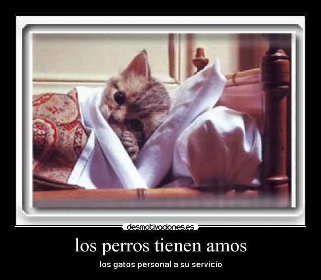 los perros tienen amos - los gatos personal a su servicio