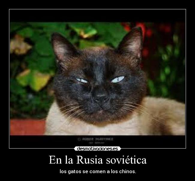 En la Rusia soviética - los gatos se comen a los chinos.