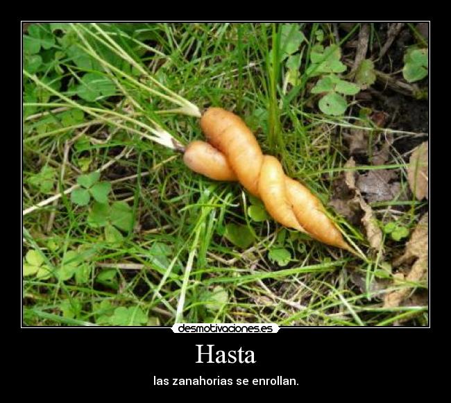 Hasta -