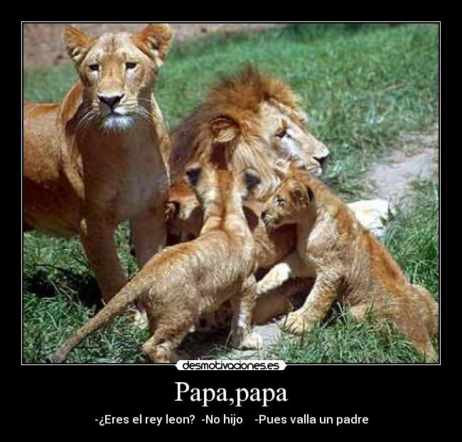 Papa,papa - 