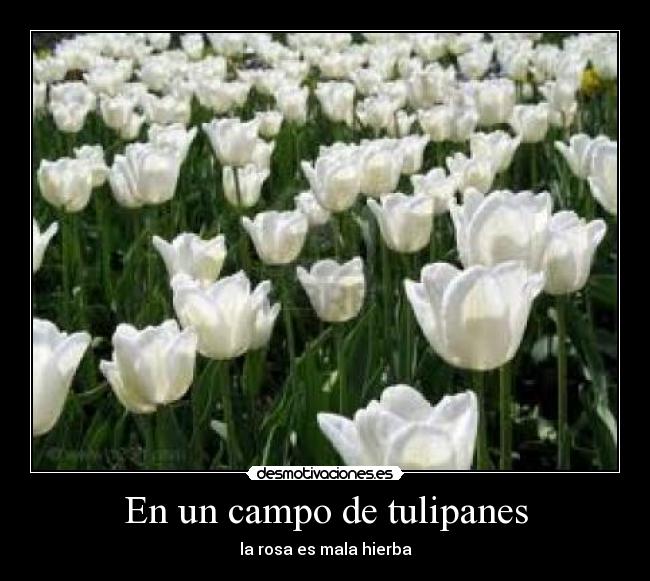 En un campo de tulipanes - la rosa es mala hierba
