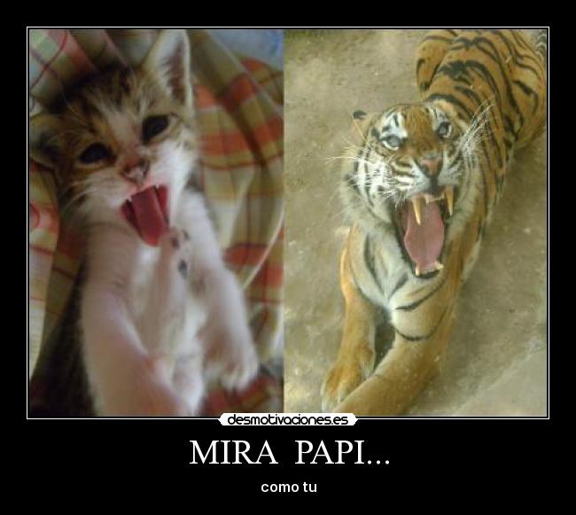MIRA  PAPI... - 