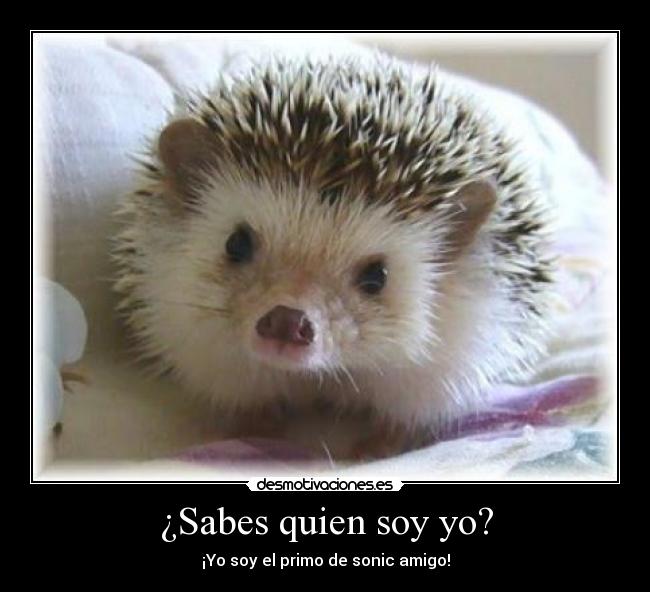 ¿Sabes quien soy yo? - ¡Yo soy el primo de sonic amigo!