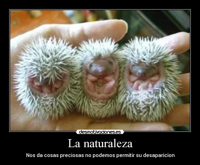 La naturaleza - 