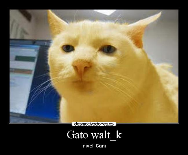 Gato walt_k - 