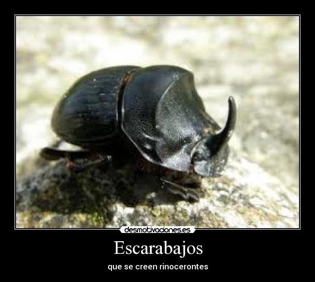 Escarabajos - que se creen rinocerontes