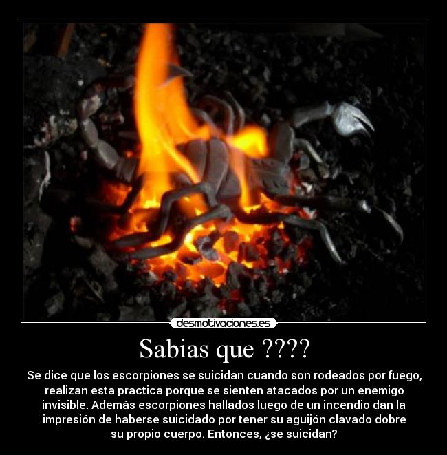 Sabias que ???? - Se dice que los escorpiones se suicidan cuando son rodeados por fuego,
realizan esta practica porque se sienten atacados por un enemigo
invisible. Además escorpiones hallados luego de un incendio dan la
impresión de haberse suicidado por tener su aguijón clavado dobre
su propio cuerpo. Entonces, ¿se suicidan?