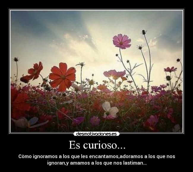 Es curioso... - Còmo ignoramos a los que les encantamos,adoramos a los que nos
ignoran,y amamos a los que nos lastiman...