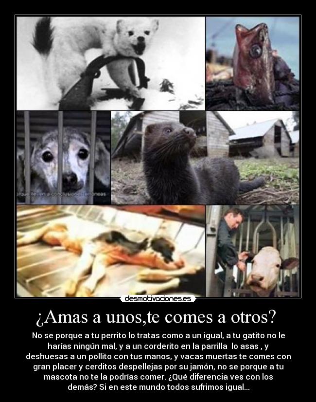 ¿Amas a unos,te comes a otros?  - No se porque a tu perrito lo tratas como a un igual, a tu gatito no le
harías ningún mal, y a un corderito en la parrilla  lo asas , y
deshuesas a un pollito con tus manos, y vacas muertas te comes con
gran placer y cerditos despellejas por su jamón, no se porque a tu
mascota no te la podrías comer. ¿Qué diferencia ves con los
demás? Si en este mundo todos sufrimos igual...