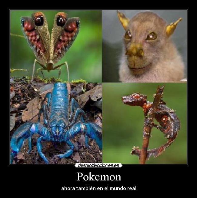Pokemon - 