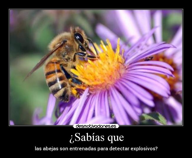 ¿Sabías que - las abejas son entrenadas para detectar explosivos?