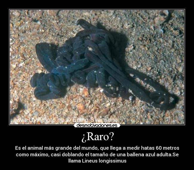 ¿Raro? - Es el animal más grande del mundo, que llega a medir hatas 60 metros
como máximo, casi doblando el tamaño de una ballena azul adulta.Se
llama Lineus longissimus