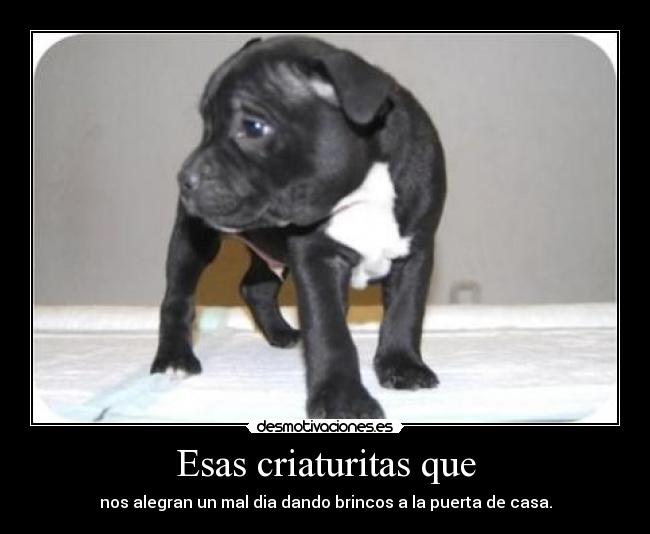 Esas criaturitas que - 