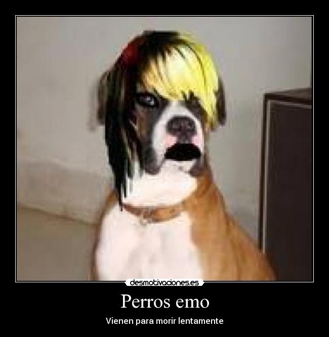 carteles perro emo desmotivaciones