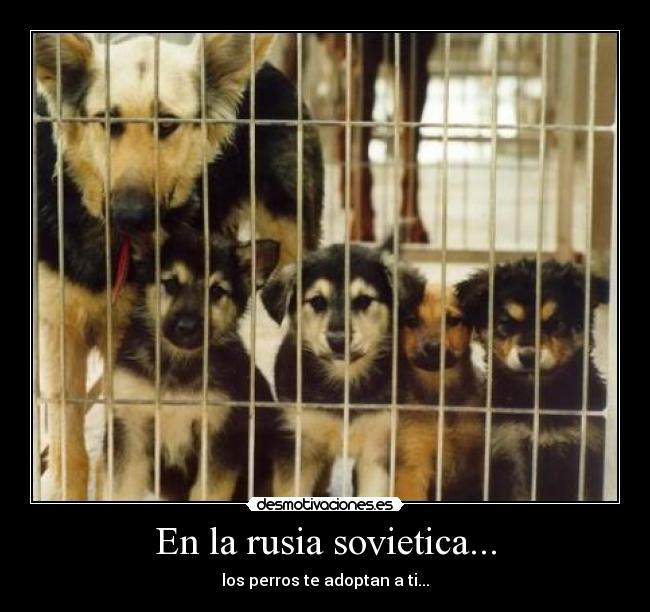 En la rusia sovietica... - los perros te adoptan a ti...