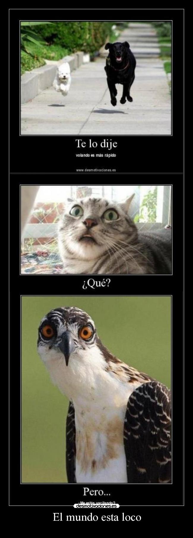 El mundo esta loco -