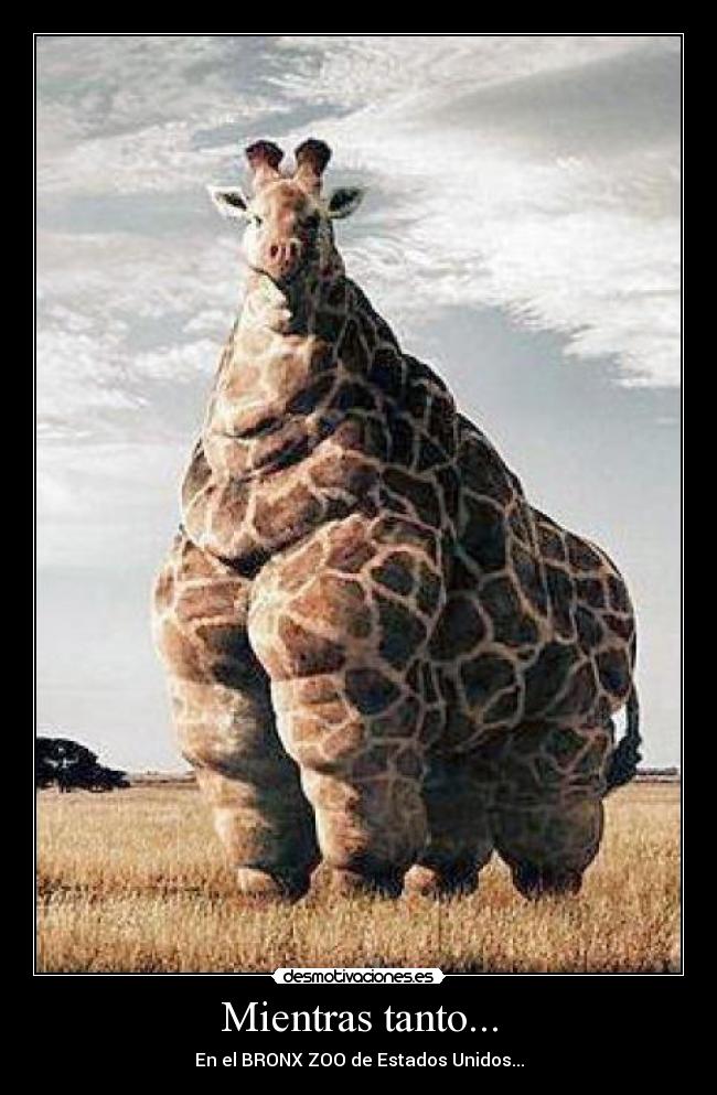 Mientras tanto... - En el BRONX ZOO de Estados Unidos...