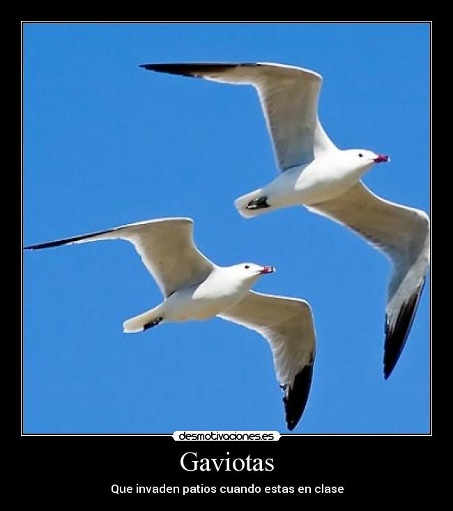Gaviotas - Que invaden patios cuando estas en clase