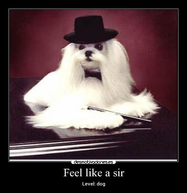 Feel like a sir - Level: dog