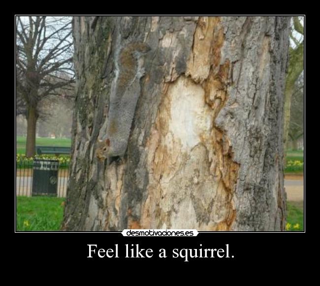 Feel like a squirrel. -