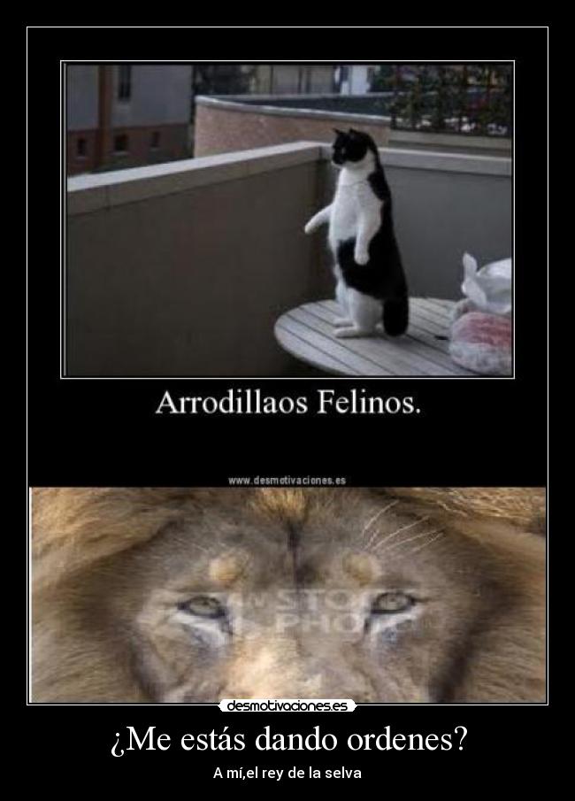 ¿Me estás dando ordenes? - 