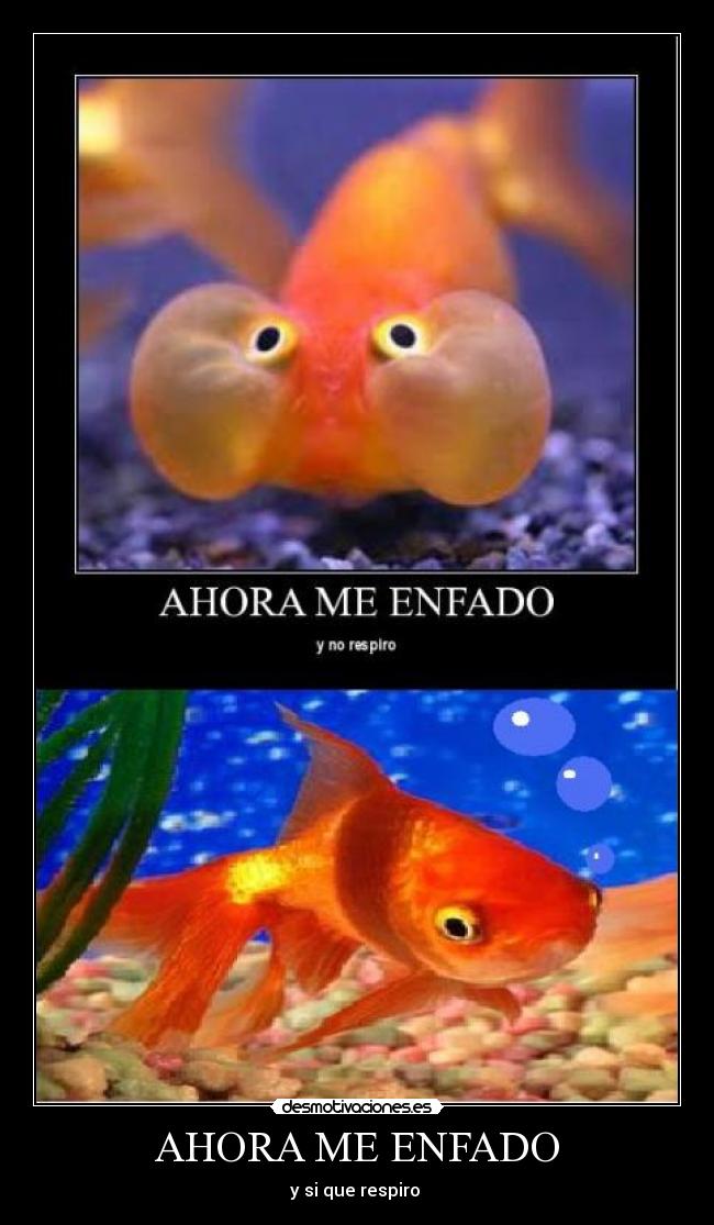 carteles ahora enfado desmotivaciones