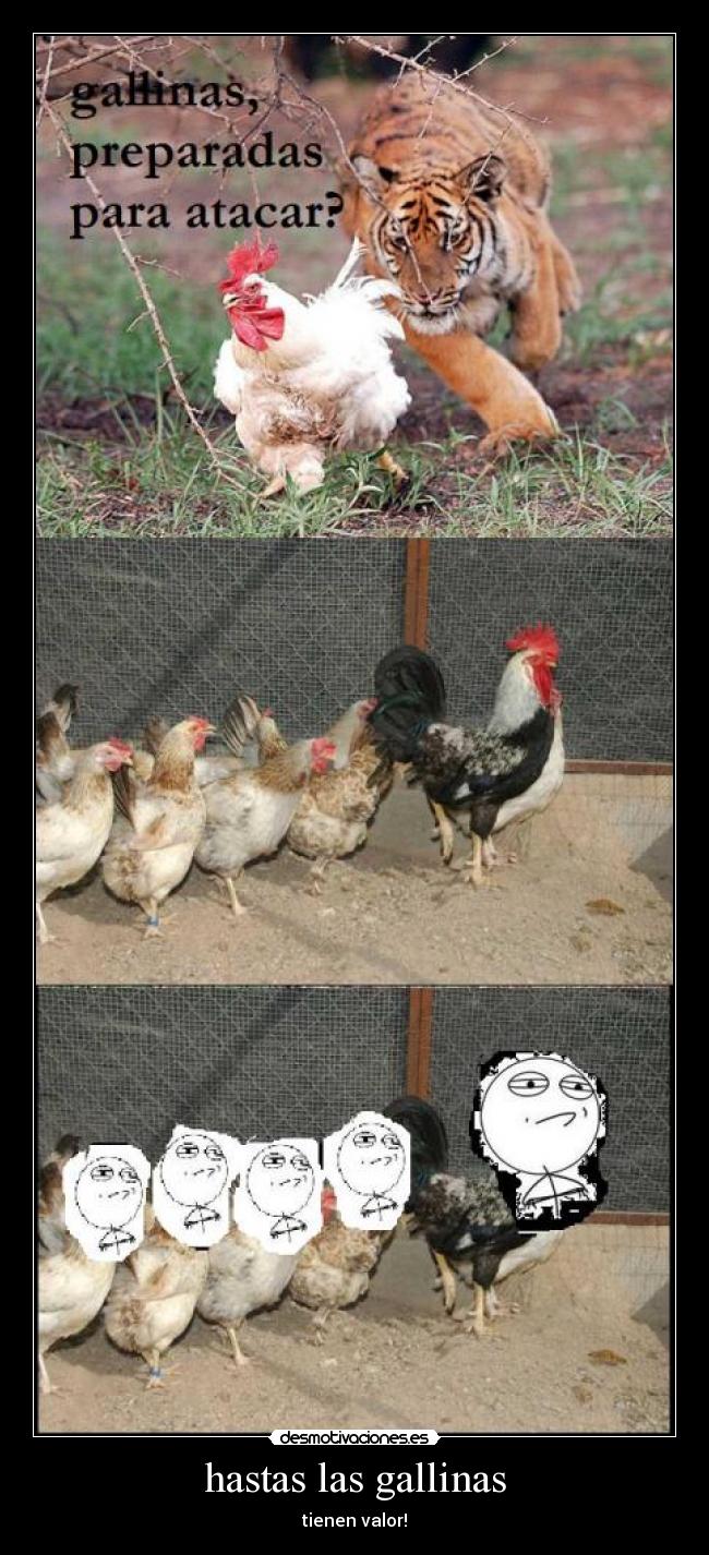 hastas las gallinas - tienen valor!