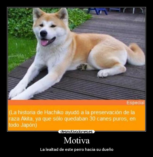 Motiva - 