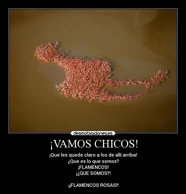 ¡VAMOS CHICOS! - ¡Que les quede claro a los de allí arriba!
¿Que es lo que somos?
¡FLAMENCOS!
¡¿QUE SOMOS?!
¡¡FLAMENCOS ROSAS!!