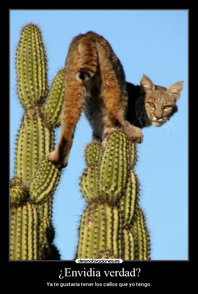 ¿Envidia verdad? - Ya te gustaría tener los callos que yo tengo.
