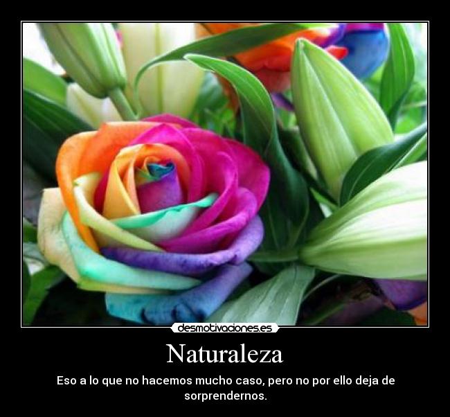 carteles naturaleza naturaleza flor colores desmotivaciones