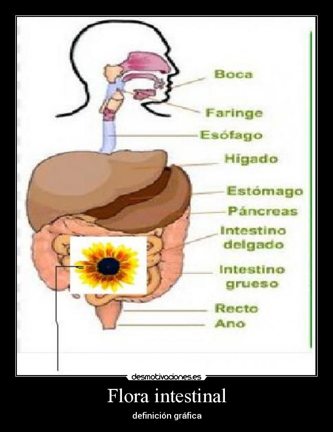 Flora intestinal - definición gráfica