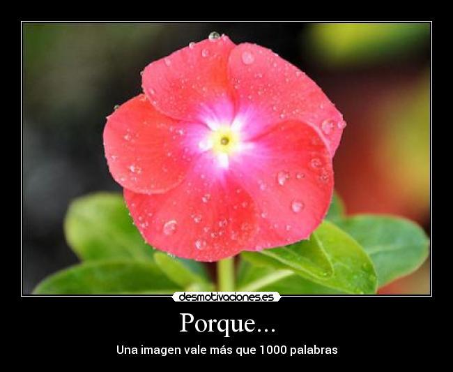 Porque... - Una imagen vale más que 1000 palabras