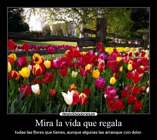 Mira la vida que regala - todas las flores que tienes, aunque algunas las arranque con dolor.