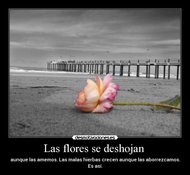 Las flores se deshojan -