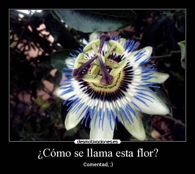 ¿Cómo se llama esta flor? - 