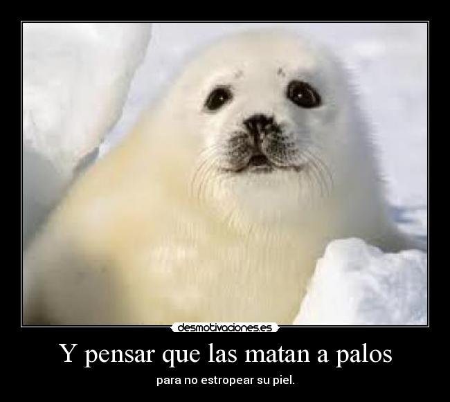 Y pensar que las matan a palos -