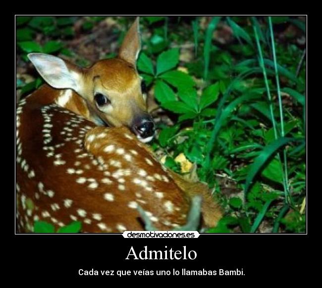 Admitelo - Cada vez que veías uno lo llamabas Bambi.