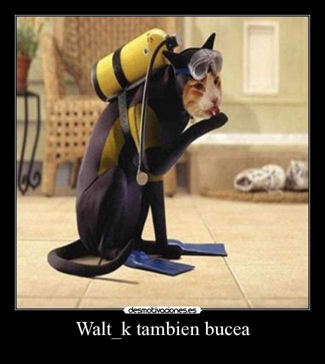 Walt_k tambien bucea -